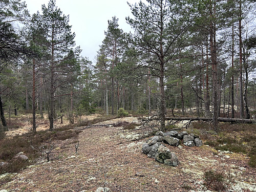 Terrenget rundt Farlighøgda er ganske åpent og fint å gå i.