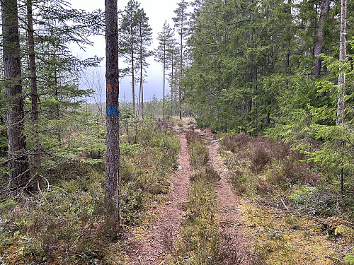 Det siste stykket mot riksrøys K går langs merket sti.