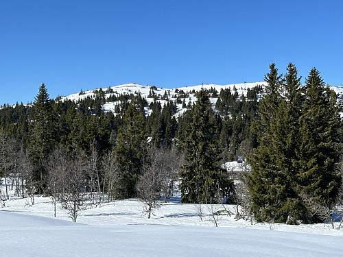På vei inn gjennom skogen. Skinnfjellet ses i bakgrunnen