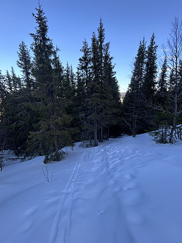 Gjennom det skogkledde bratthenget var det litt krevende med ski på beina