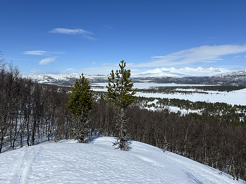 På vei opp gjennom skogen fra hyttefeltet i Sildtjønnlia