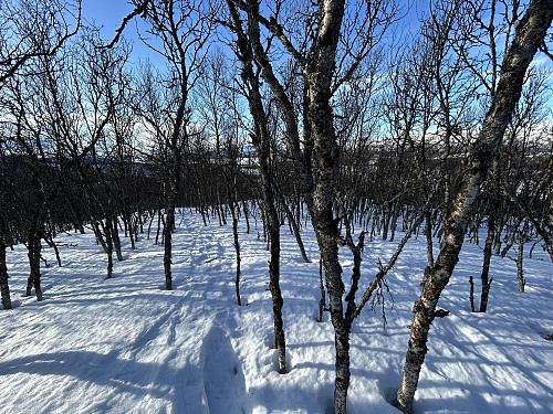 Får håpe snøen holder...