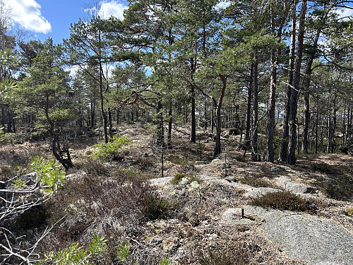 Røssepipa 204 moh
