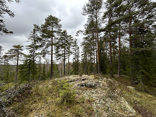 Jultonåsen 256 moh