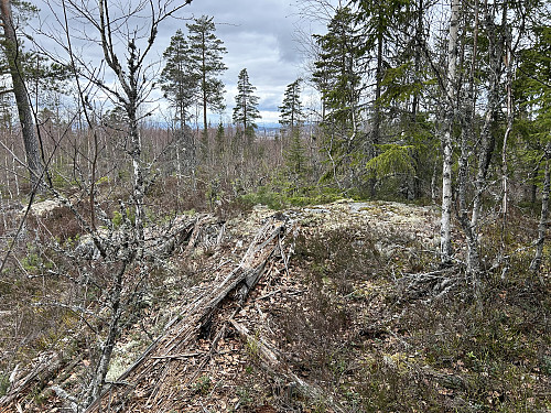 Man kan ane en vid utsikt bak de unge trærne på Egneråsen 