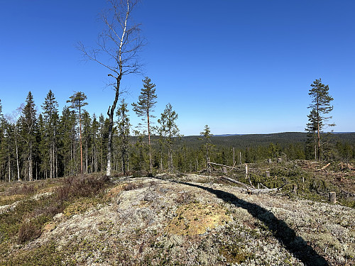 Høneheia i Aurskog-Høland