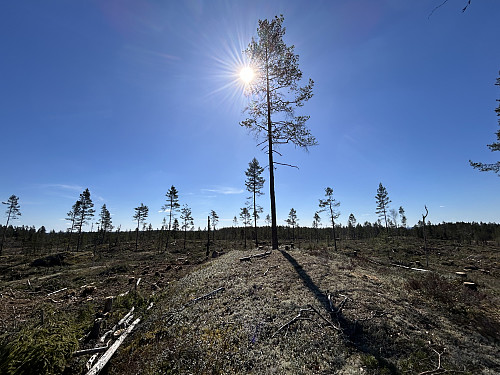 Høneheia i Aurskog-Høland