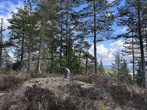 Snellås 350 moh er en fin skogstopp i Østmarka