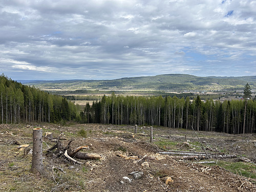På vei oppover hogstfeltet før granskogen tetnet til.