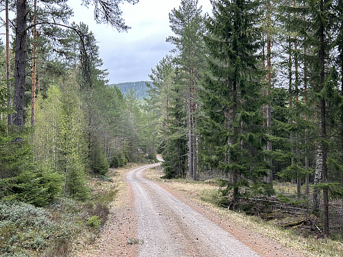 Fin sykkelvei innover mot Ulvberget