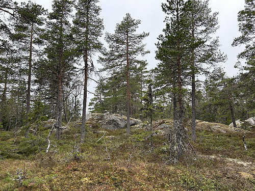Toppen av Ulvberget er en bar kolle midt i skogen