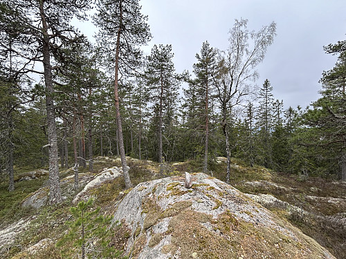 Ulvberget i Kongsvinger