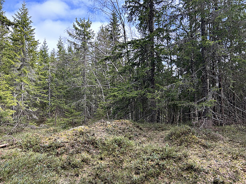 Lauvberget 504 moh var ingen minneverdig topp