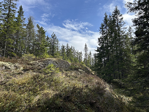 Stortjennhøgda er en ganske markert åsrygg inne i den ellers så tette skogen