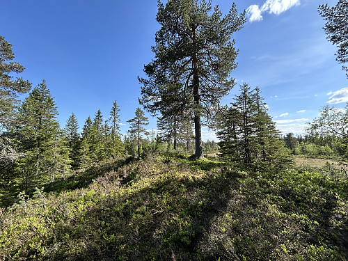 Rådalshøgda Øst 459 moh