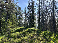 ØyvindBergkvam_20240924_66f2b8f7d70dd.jpg