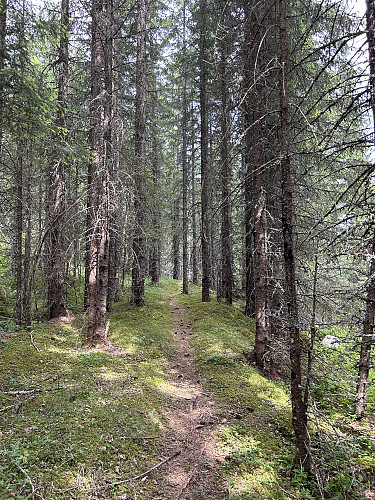 Fin sti oppe på åsen. Kanskje går det en tydeligere rute fra et annet sted?
