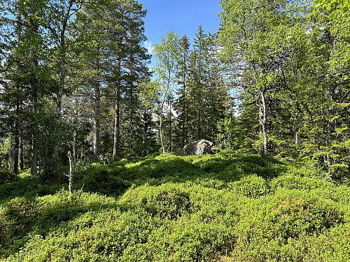 Klauvsjøåsen i Trondheim