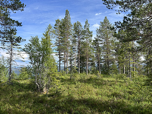 Toppen av Storbrenna er nådd