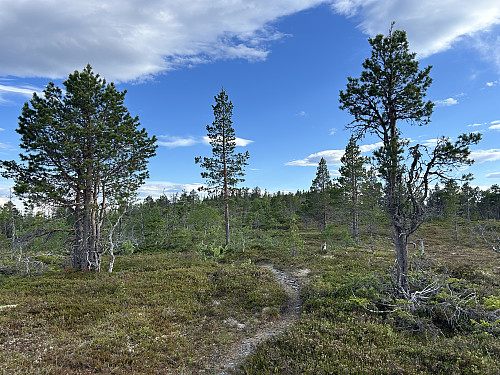 Flott og åpent skogsterreng, spesielt opp siste kilometeren til toppen