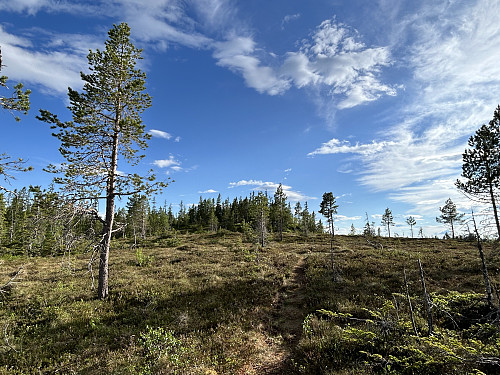 Toppen i sikte midt i bildet