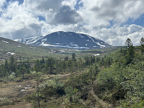 Røsshaugen ses godt fra stien som jeg fulgte innover dalen