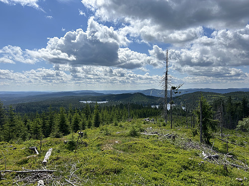 Flott utsikt fra sørsiden av Svartvasshøgda. Varingskollen bak til høyre for midten av bildet
