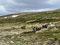 ØyvindBergkvam_20241007_6703e9320bfd9.jpg