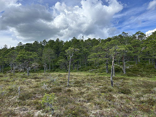 Stien fører opp til denne myra. Herfra blir det lyngvandring opp til toppen i bakgrunnen