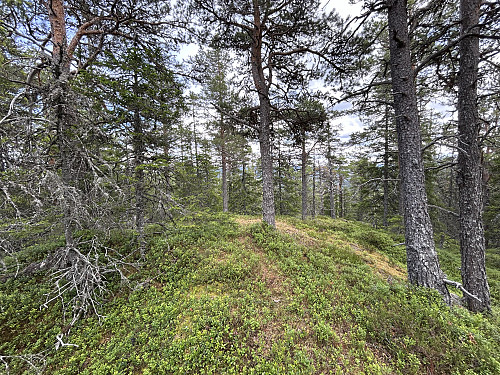 Toppkollen på Våttåsen