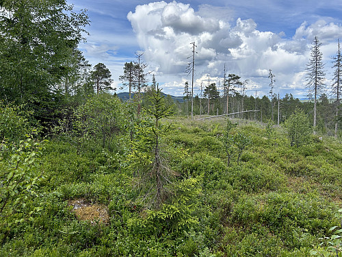 Toppunktet på Fjæremsåsen er nok her et sted...