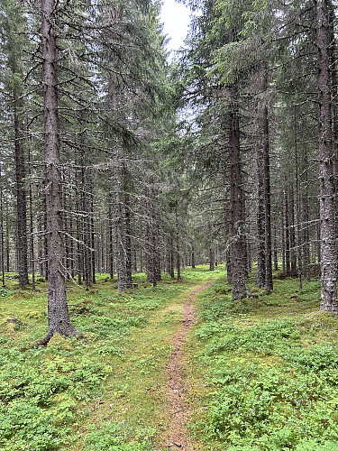 Fin sti opp til 300 meters høyde. Siste delen opp til toppen er bushing i tett ungskog