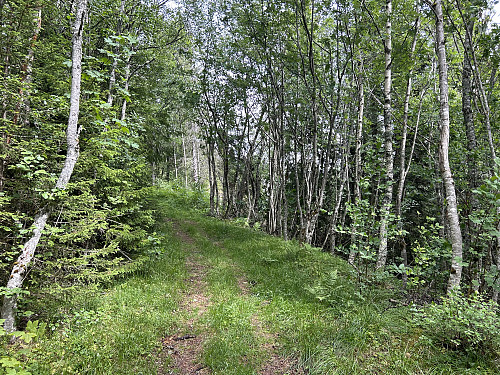 Fin sti gjennom skogen på vei oppover mot Hangervåttån