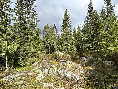 Barlindhøgda sør