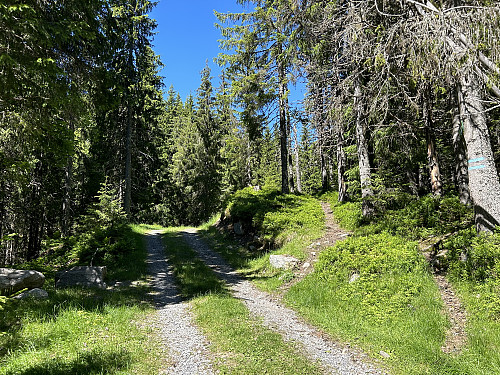 Her går stien opp mot Pershusfjellet