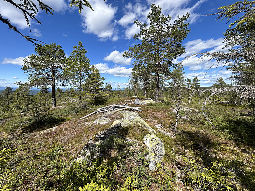 Langvassbrenna er en åpen og fin topp med brukbar utsikt