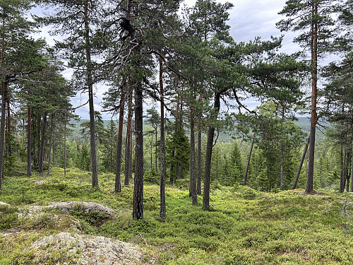 Det er åpent og fint på toppen av Kolåshøgda, men uten den store utsikten.