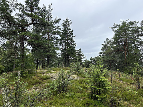 Brånan 