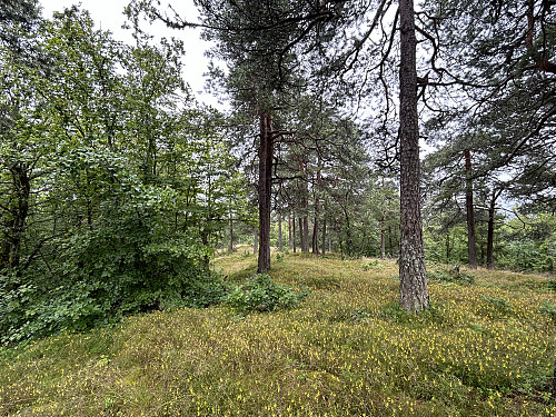 På vei ned mot utsiktspunktet sør for Brånan