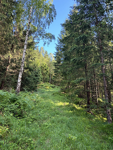 Gjengrodd traktorvei på vei oppover mot Ramslifjell