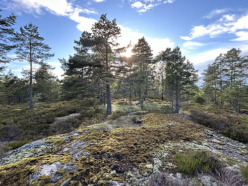 Ramslifjell i Kragerø