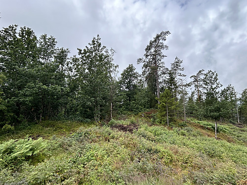 Toppkollen på Barlindåsen sett fra NØ