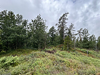 ØyvindBergkvam_20241012_670a570cbfc79.jpg