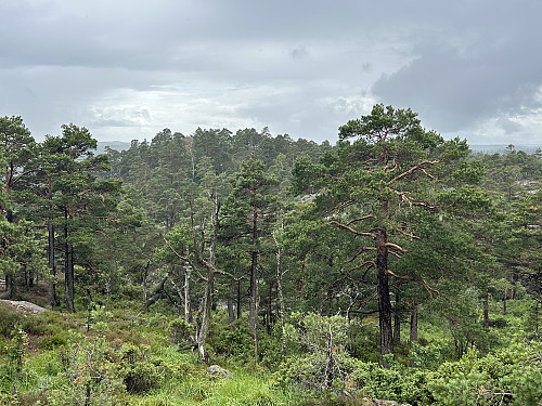 Nordbøknuten bak i bildet sett fra NØ