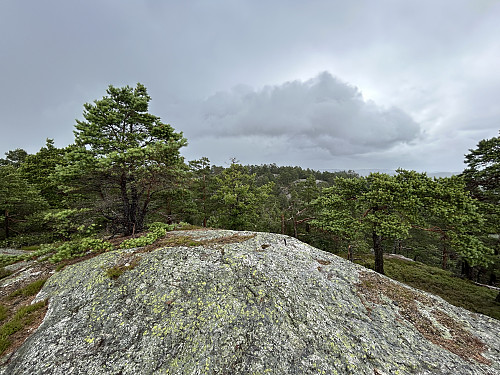 Nordbøknuten i Lillesand