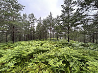 ØyvindBergkvam_20241013_670b96aaa792d.jpg