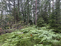 ØyvindBergkvam_20241013_670b9f37acdad.jpg