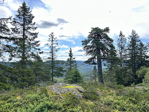 Moliksåsen i Oslo