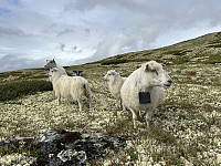 ØyvindBergkvam_20241015_670eb17bb306f.jpg