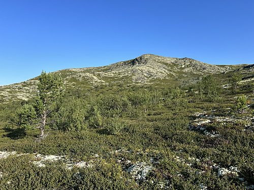 Karihaugen